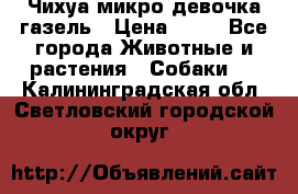 Чихуа микро девочка газель › Цена ­ 65 - Все города Животные и растения » Собаки   . Калининградская обл.,Светловский городской округ 